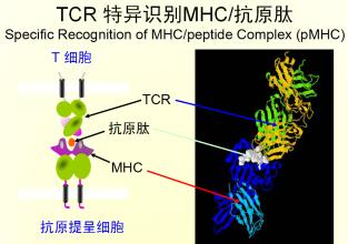 细胞免疫疗法TCR-T 用于 晚期肺癌患者治疗