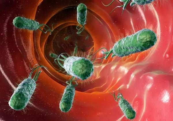 Cell Rep：测序揭示人类肠道菌群的进化