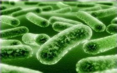 Nature医学惊人发现：肠道菌能缓解中风？