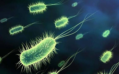 惊人发现：细胞是被细菌吓死的？