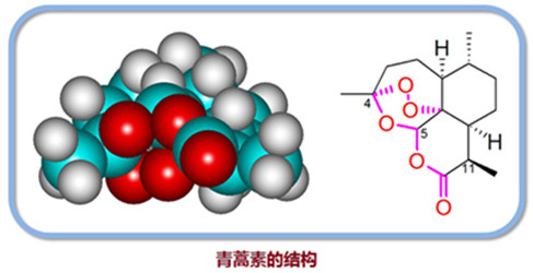 抗疟药物——青蒿素，在肿瘤治疗中也有效？