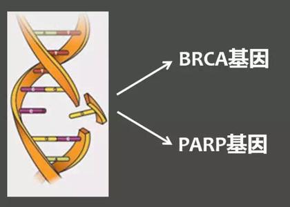 抗癌“神药”诞生：精准消灭癌细胞