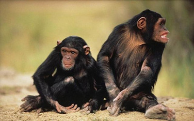艾滋病病毒可在黑猩猩和人类之间传播