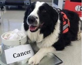 嗅癌犬检测癌症病例