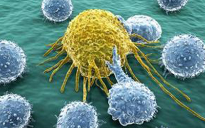 有助于抗癌的死细胞“清理工”