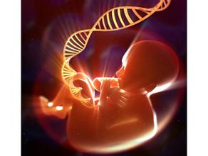 基因决定宝宝的出生体重和未来健康？