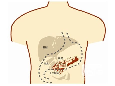 Nature：挑战老观点！科学家提出胰腺癌发展新机制