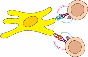 Cell：微生物组的确影响免疫