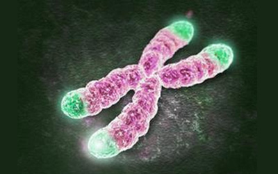 DNA修复：解密癌细胞的端粒延长机制
