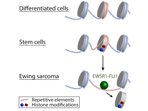 Cell Rep:美学者介绍DNA序列对肿瘤新作用