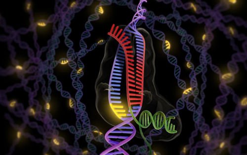 利用CRISPR研究基因组“暗物质