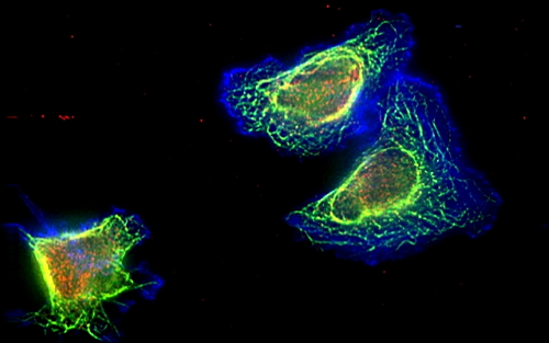 MIT发现的这款Biomarker，作用“一箭双雕”