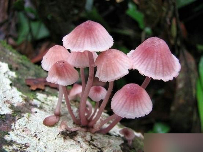 神奇蘑菇可能有助于缓解肿瘤相关性抑郁