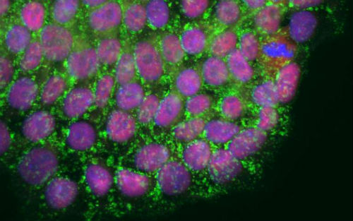 【刚刚好，才最好】干细胞端粒长度不宜过长 | Nature子刊