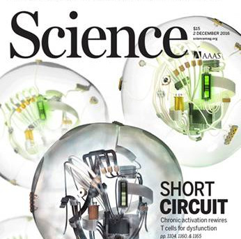  《科学》封面重磅：一个关于T细胞悲伤而重要的研究