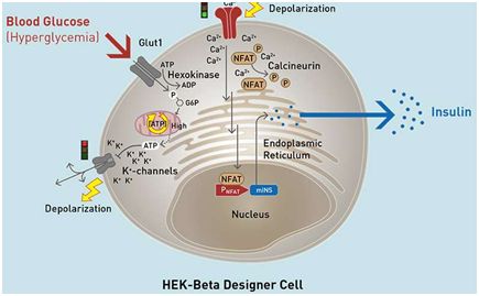 Science：开发出分泌胰岛素的人工β细胞