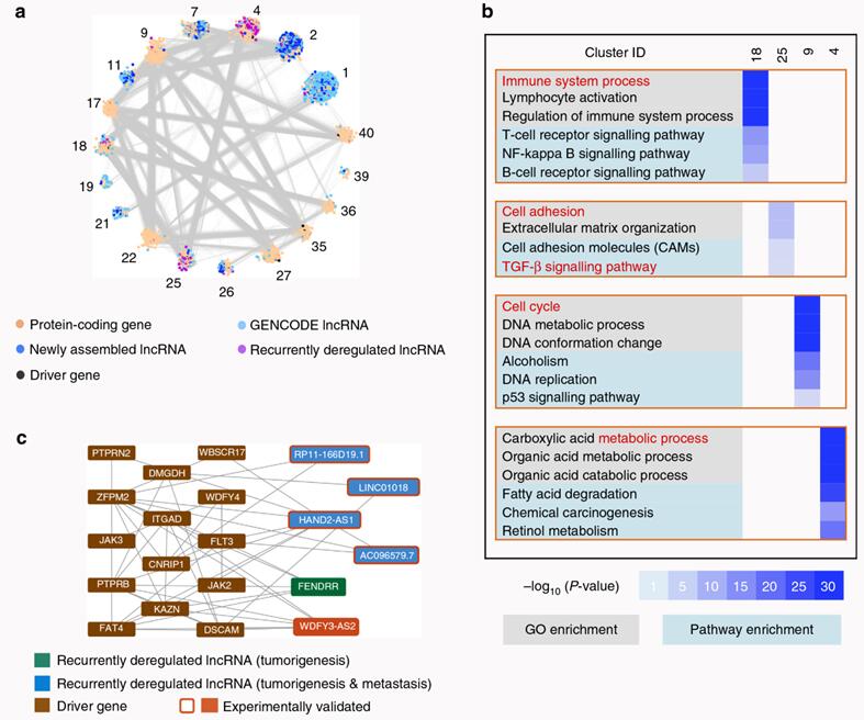 伯豪客户Nature子刊解析与癌症相关的lncRNA