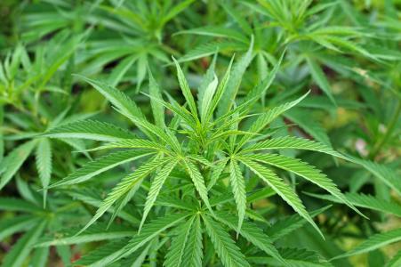 刮目相看！大麻让衰老大脑产生“神逆转”！