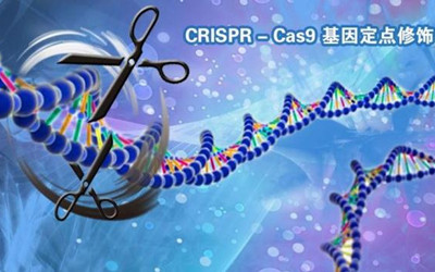 “CRISPR-Cas9魔剪”失灵了？谷峰：三大操作问题或为脱靶“元凶”