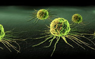 新“装备”可使免疫细胞有效杀灭癌细胞