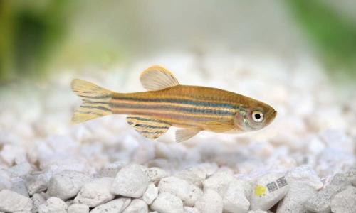 模式生物斑马鱼或将用于筛选癌症患者的初始治疗方案！