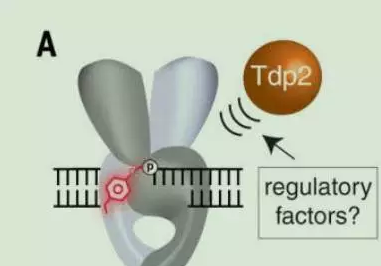 《科学》突破研究！新蛋白逆转癌症药物治疗导致的DNA损伤！