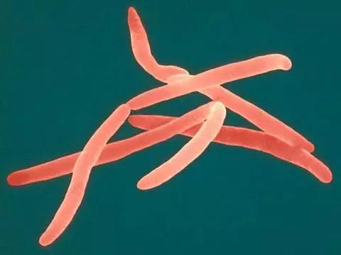 细菌促进癌症转移！《Science》再掀癌症新大陆！