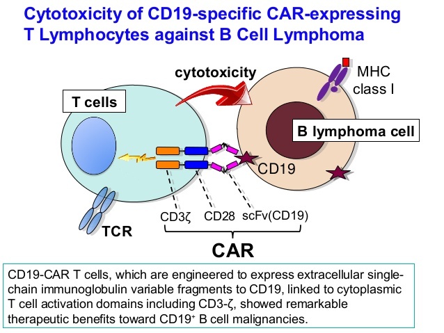 NEJM重磅！CAR-T用于治疗淋巴瘤，3年缓解率超70%！