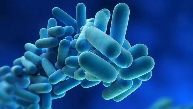 《Nature》、《Science》又两篇！肠道菌群助力绿色蔬菜抗癌！