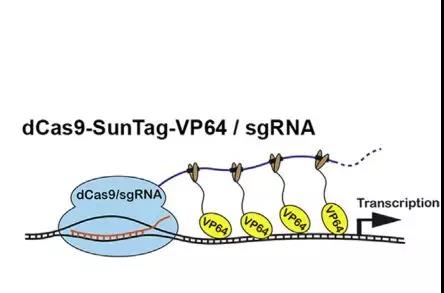 历史性进展！CRISPR与干细胞联姻：单基因开启普通细胞逆转为干细胞之路！