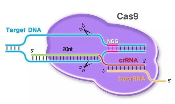 《Cell》子刊：优化Cas9特异性新思路！