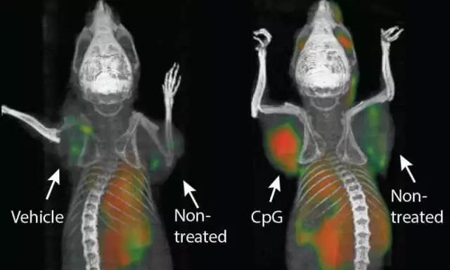《Science》重磅！“癌症疫苗”可使小鼠癌症全部消退！