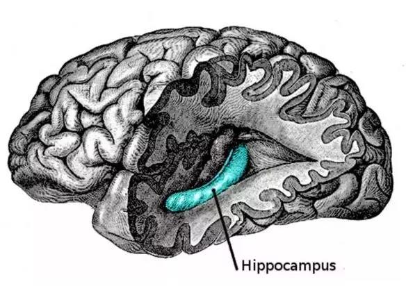 《PNAS》揭秘！昨晚吃了啥？为什么你大脑都记得？