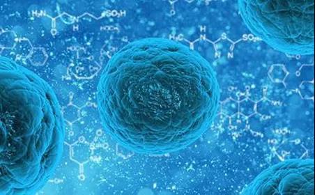 重大突破！同济大学实现自体肺干细胞移植再生！