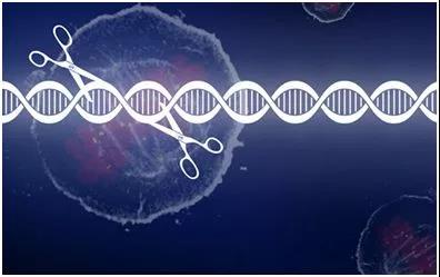 Nature重磅！CRISPR再迎技术革新！xCas9可有效提高CRISPR效用！