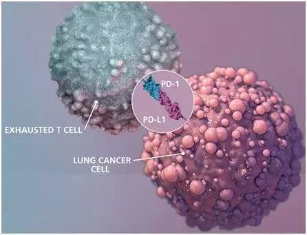 震惊！PD-1/PD-L1免疫抑制剂或可出现致死性并发症！