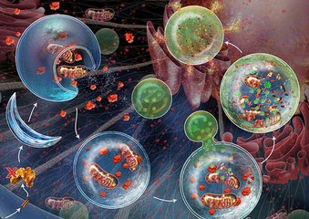 突破|癌症突破:科学家指出可利用细胞代谢来对抗癌症