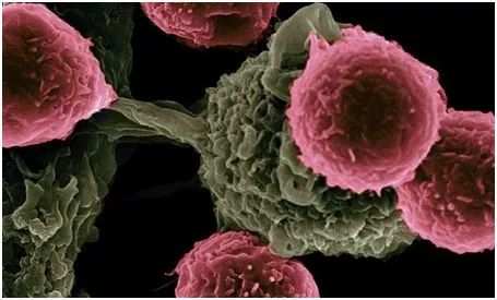 Cell重磅!首次发现胎儿免疫细胞是体内微生物感染的首批响应者,内核膜也参与细胞的脂质代谢!