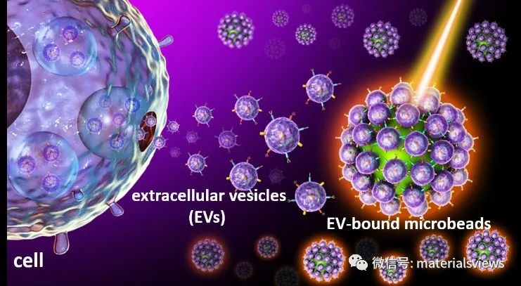 基于微球辅助流式细胞术的细胞外囊泡检测用于乳腺癌的诊断和分子分型