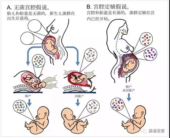 肠道∙视点 | 人体肠道微生物的第一批拓荒者&菌群结构成型的几次关键节点