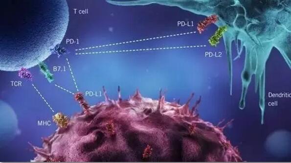 胃癌食管癌抗PD-1/PD-L1免疫治疗的现状和未来