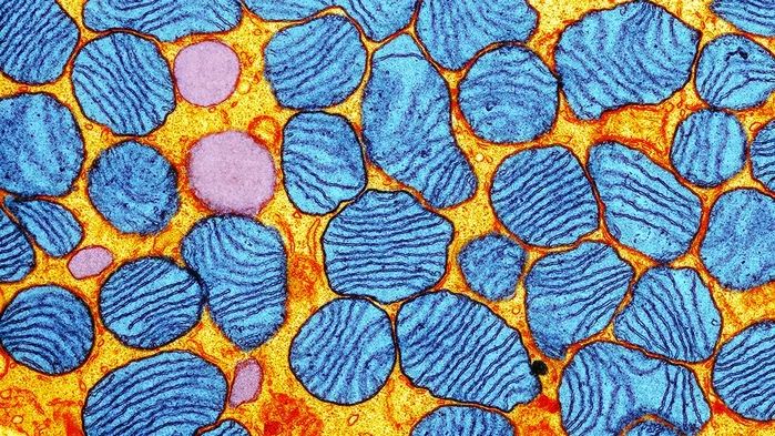 《自然医学》双重磅:科学家首次利用基因编辑技术在动物体内修复线粒体DNA突变,线粒体遗传病终于迎来治疗希望 | 科学大发现