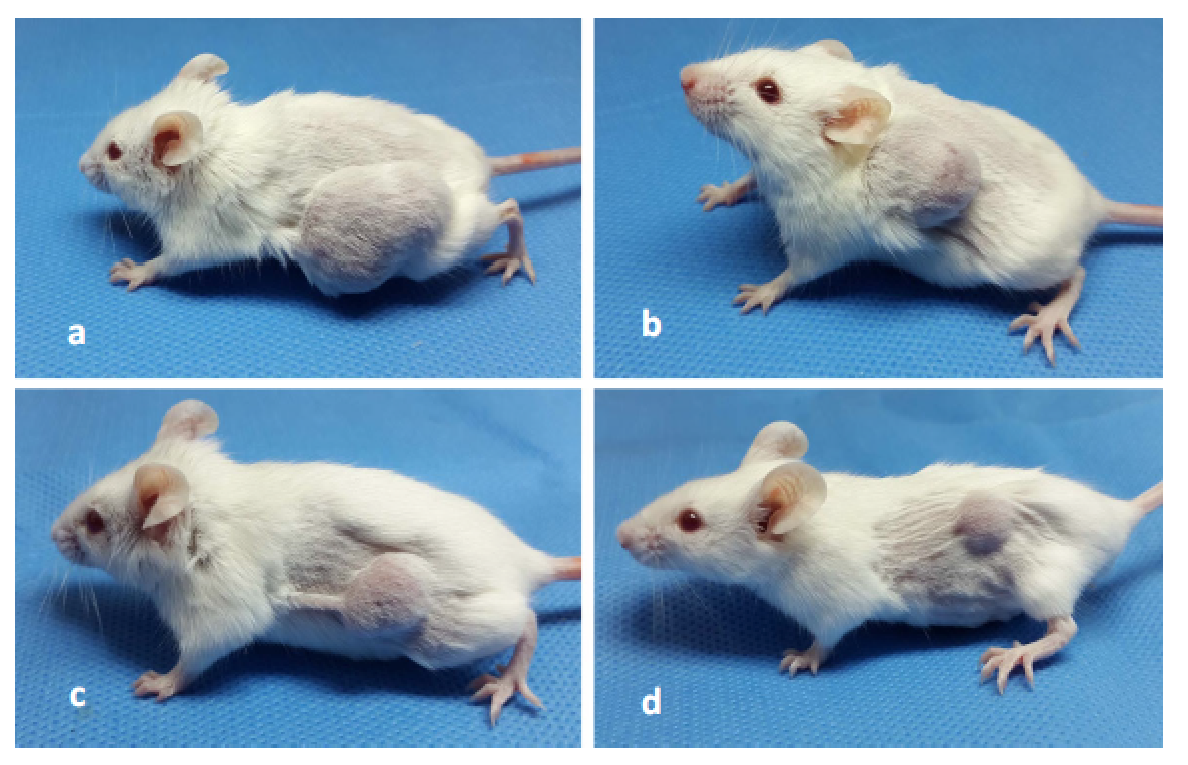 Hemiscorpius lepturus属蝎毒可以引起结肠癌CT26细胞系显著的凋亡