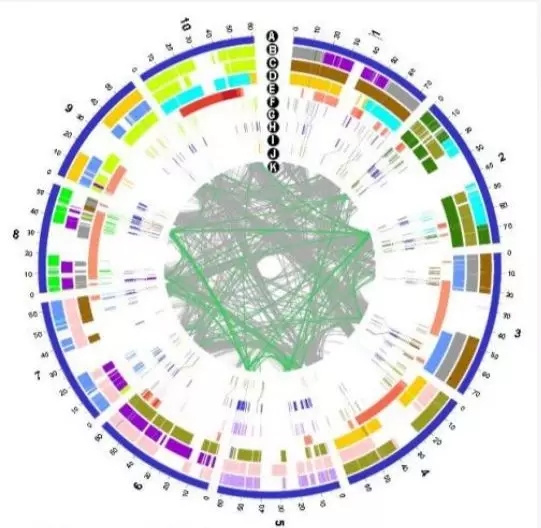 基于高通量测序技术的新方法，可有效分离SARS-CoV-2！快速进行分析！