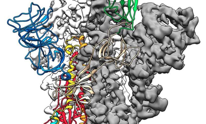 Science ：新冠病毒研究新突破，疫苗研究也可按图索骥