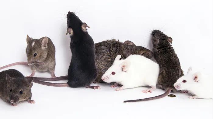 【科学周刊】令人心碎！大流行期间实验室正在对成千上万的小鼠施以安乐死