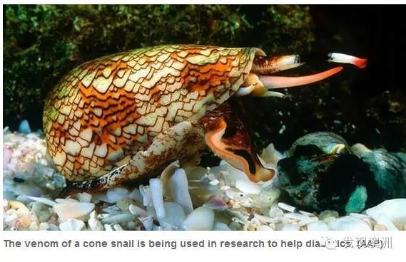 【Nature子刊】蜗牛的“致命毒液”成“救命良药”，迄今最小胰岛素有望彻底治疗糖尿病
