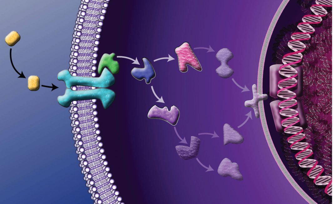 【PNAS】斯坦福大学：新工程蛋白可阻止癌症生长并再生神经元