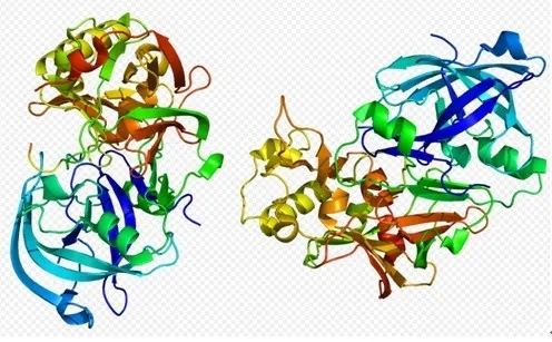【突破】抑制一种与痴呆相关的酶，或可逆转糖尿病患者的血管损伤