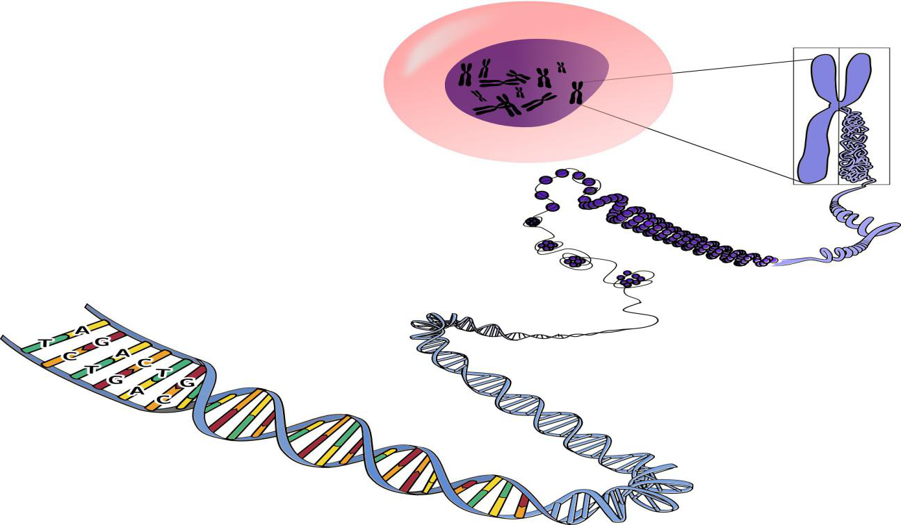 【Cell子刊】新突破：RNA编辑可纠正蛋白突变，逆转神经系统疾病